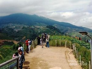 Traveler Siap? Ini Bukit Panyaweuyan di Majalengka Traveler Siap? Ini Bukit Panyaweuyan di Majalengka