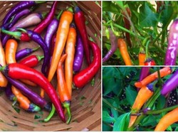 Netizen Pamer Hasil Panen Cabe Pelangi yang Cantik