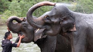 Tahu Engga? Hari Ini Hari Gajah Sedunia Lho