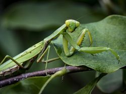 Alasan Unik Pria Resign dari Pekerjaannya: Bertemu Alien Belalang