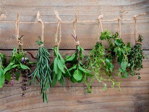 5 Tanaman Ini Bisa Bikin Otak Sehat dan Cerdas, Ada Kunyit dan Ginseng