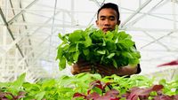 Inovasi Pertanian di Masa Pandemi lewat Metode Aquagriculture