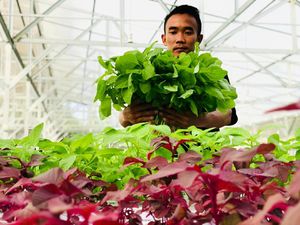 Inovasi Pertanian di Masa Pandemi lewat Metode Aquagriculture