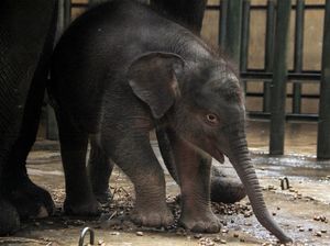 Taman Safari Pasuruan Tambah Koleksi Bayi Gajah Sumatera