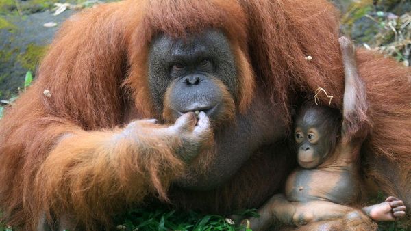 Ini Nanda, Bayi Orangutan yang Baru Lahir di Pasuruan