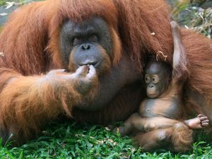 Ini Nanda, Bayi Orangutan yang Baru Lahir di Pasuruan