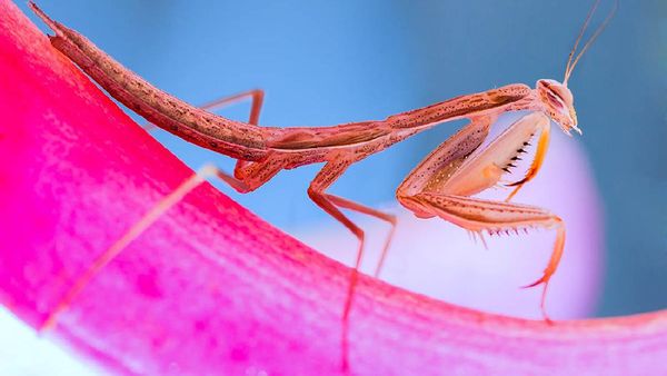 Karya Jawara Kontes Foto Makro yang Memesona Mata