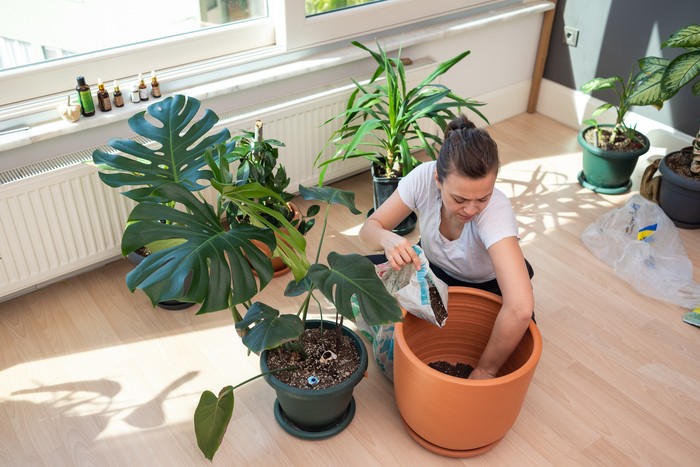 Woman taking care of plants at home