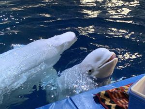 Tahukah Kamu, Paus Beluga Berkomunikasi dengan Mengubah Bentuk Dahi! Tahukah Kamu, Paus Beluga Berkomunikasi dengan Mengubah Bentuk Dahi!