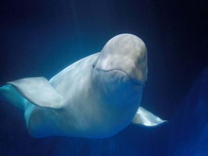Setelah 9 Tahun dalam Penangkaran, 2 Paus Beluga Ini Pulang ke Islandia Setelah 9 Tahun dalam Penangkaran, 2 Paus Beluga Ini Pulang ke Islandia