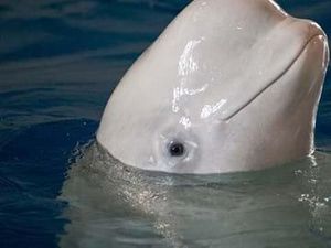 Potret Little Grey dan Little White, 2 Paus Beluga yang Bikin Gemas