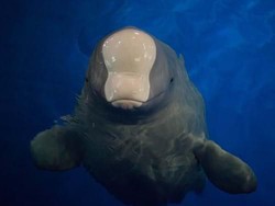 Seekor Paus Beluga Terdampar, Prancis Upayakan Penyelamatan