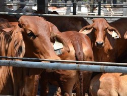 Pemotongan Sapi Tak Manusiawi di Aceh Saat Idul Adha Jadi Sorotan Australia