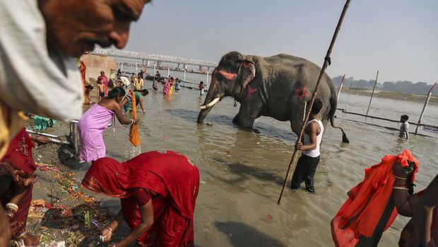 Devotees take ritualistic dips alongside elephants at the confluence of river Ganges and river Gandak to mark the beginning of the centuries old Sonpur mela, the largest cattle fair in Asia, in the Indian state of Bihar, Tuesday, Nov. 12, 2019. Sonpur was once a place along the Ganges where powerful beasts like elephants were traded in large numbers. The number of elephants seen at the fair reduced drastically after a ban on their sale citing the Wildlife Protection Act. Only a handful are now brought by the administration to the festival in order to keep the Hindu tradition alive and also to add value to the fair as a tourist attraction. (AP Photo/Altaf Qadri)