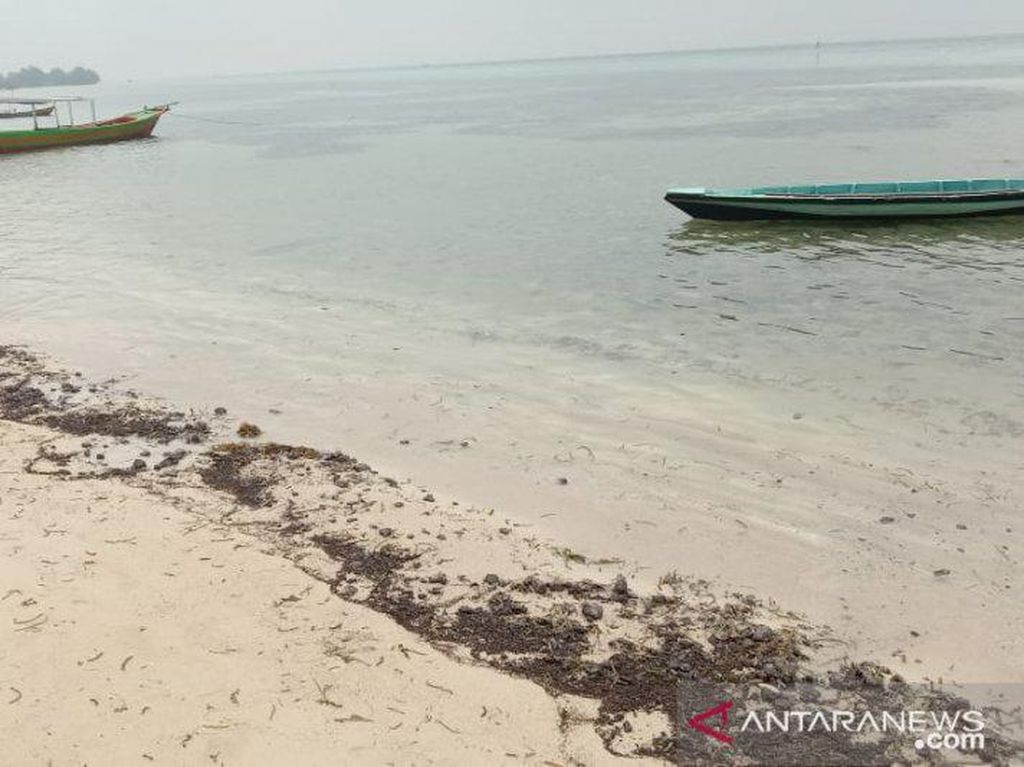Tumpahan Minyak Mentah Penuhi Pesisir Pulau Pari Kepulauan Seribu