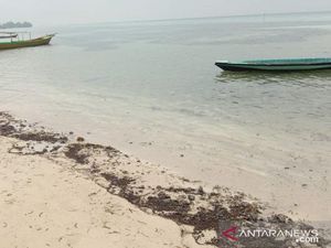Tumpahan Minyak Mentah Penuhi Pesisir Pulau Pari Kepulauan Seribu Tumpahan Minyak Mentah Penuhi Pesisir Pulau Pari Kepulauan Seribu
