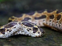 Ular Mematikan Berkepala Dua Ditemukan