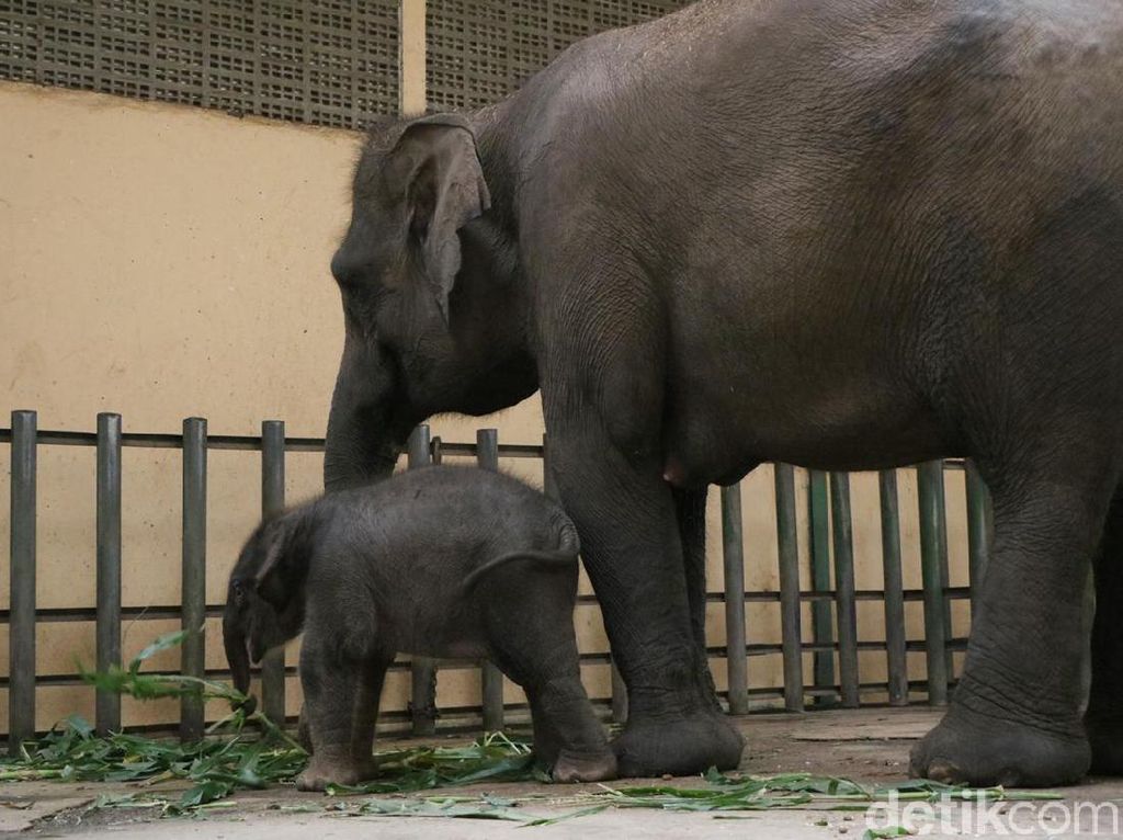 Selamat! Seekor Bayi Gajah Sumatera Lahir di Taman Safari Prigen