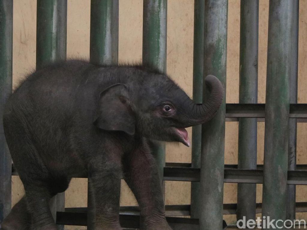Potret Gemas Bayi Gajah Taman Safari Prigen Potret Gemas Bayi Gajah Taman Safari Prigen