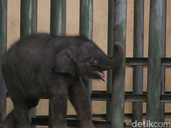 Potret Gemas Bayi Gajah Taman Safari Prigen