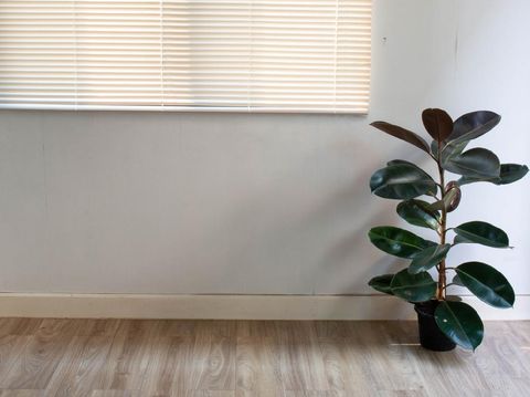 Tropical 'Maranta Leuconeura Fascinator' houseplant, also called Prayer Plant,  with leaves with exotic red stripe pattern on small coffee table in living room