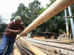Penjual Pohon Pinang Curhat Omzet Turun di HUT ke-75 RI Penjual Pohon Pinang Curhat Omzet Turun di HUT ke-75 RI