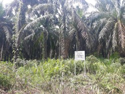 Saksi Akui Bantu Anak-Menantu Nurhadi Beli Lahan Sawit di Padang Lawas