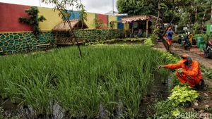 Lahan Pertanian Ini Ada di Jakarta Utara Lho