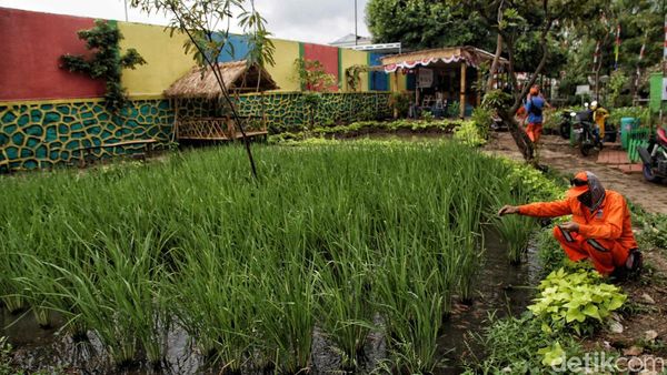 Lahan Pertanian Ini Ada di Jakarta Utara Lho