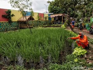 Lahan Pertanian Ini Ada di Jakarta Utara Lho