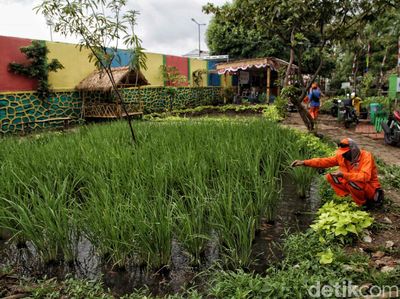 Lahan Pertanian Ini Ada di Jakarta Utara Lho