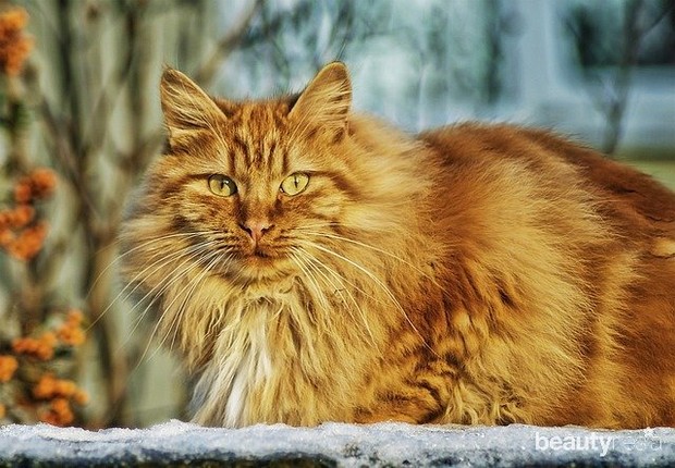 Makan Sembarangan/Sumber:Pixabay.com Makan Sembarangan