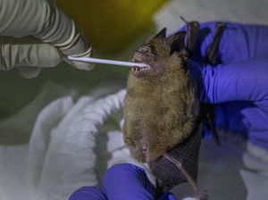 Lacak Asal-usul Virus Corona, Peneliti Thailand Berburu Kelelawar