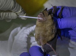 Lacak Asal-usul Virus Corona, Peneliti Thailand Berburu Kelelawar