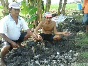 Curahan Hati Petani Cepu, Sawahnya Diserang Tikus Rugi Puluhan Juta Curahan Hati Petani Cepu, Sawahnya Diserang Tikus Rugi Puluhan Juta