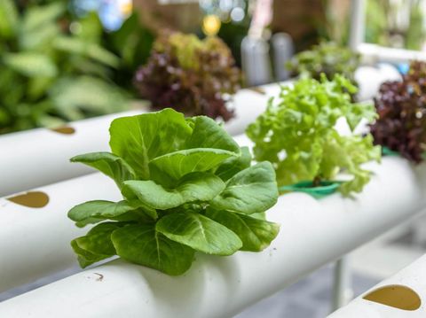 Organic crops are grown without soil.