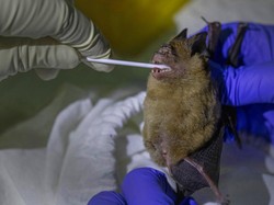 Peneliti Temukan Virus Kerabat SARS-COV-2 di Kelelawar dari Kamboja