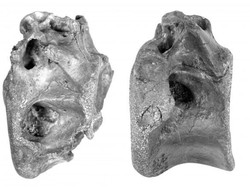Dinosaurus Mirip Tyrex Ditemukan di Inggris