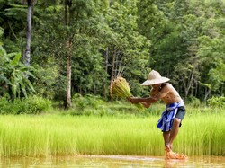 Tradisi Weri Mata Nii Digelar Masyarakat Flores Saat Masa Tanam Padi