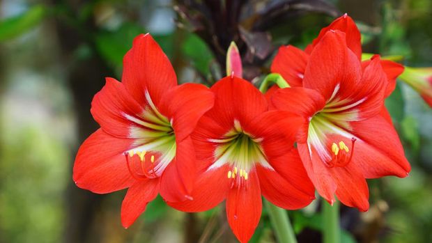 Amaryllis