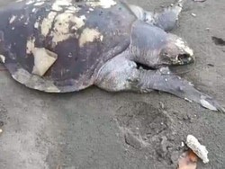 Duh, Lima Bangkai Penyu Terdampar di Batukaras Pangandaran