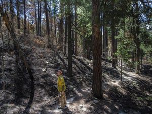 Foto-foto Taman Nasional Coronado AS Pascakebakaran Hebat