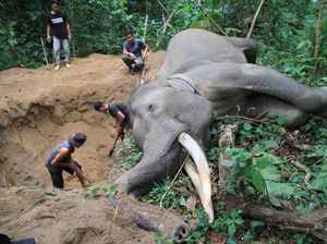 Kasihan, Gajah Jantan Ini Mati Mendadak