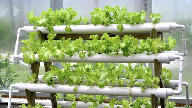 Modern agriculture of vegetable green house indoor
