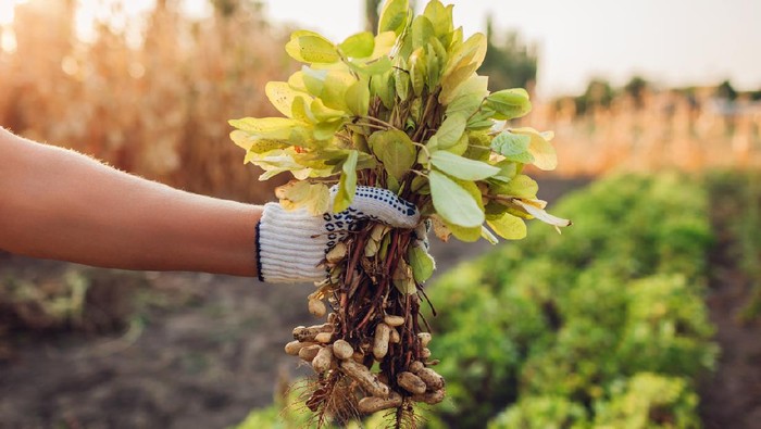 Ilustrasi tumbuhan kacang tanah Farmer woman picking peanuts. Worker pulled out bunch of peanut sprouts.Autumn harvesting. Farming and gardening concept. Organic farm