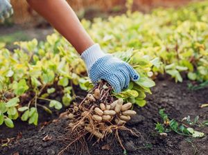 Apa Itu Faktor Edafik yang Memengaruhi Persebaran Flora-Fauna?
