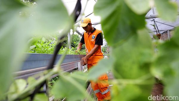 Mantap! Petugas PPSU Ini Hasilkan Cuan dengan Jadi Petani Kota