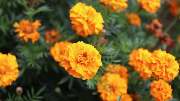 Orange Tagetes flowers close up in organic garden, many-petalled flowers with various shades of yellow, orange, bronze and red appear in every imaginable combination. Blurred background.