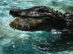 Ngeri! Mayat Wanita Ditemukan Dalam Rahang Aligator di Texas