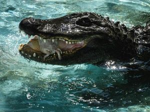 Ngeri! Mayat Wanita Ditemukan Dalam Rahang Aligator di Texas Ngeri! Mayat Wanita Ditemukan Dalam Rahang Aligator di Texas